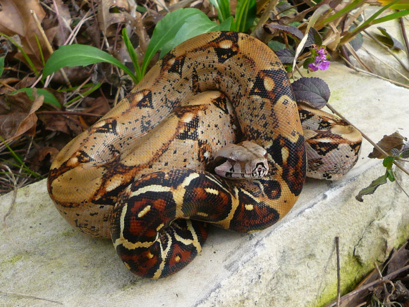 BGDM male 01