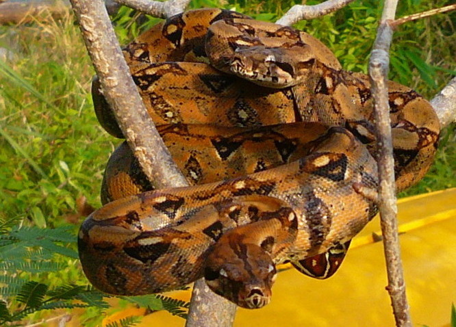 BGDM 2007 males 02 and 03
