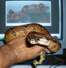 Black Gold Dwarf male