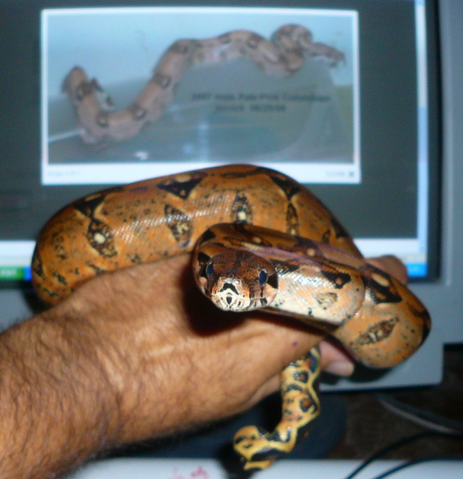 Black Gold Dwarf male