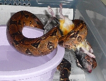 Black Gold Dwarf Morph 2007 male 03