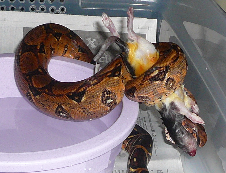 Black Gold Dwarf Morph 2007 male 03
