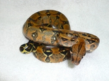 BGDM male 03