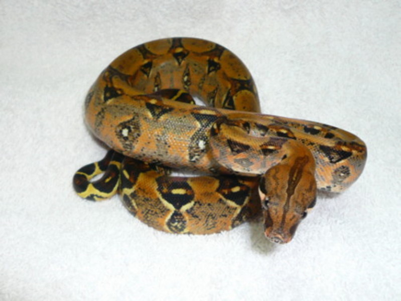 BGDM male 03