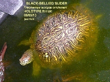 BLACK-BELLIED SLIDER