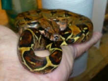 BLACK GOLD DWARF MORPH
