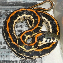 Eastern Blacknecked Garter female