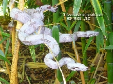 Silverbacks