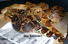 Breeding Boas