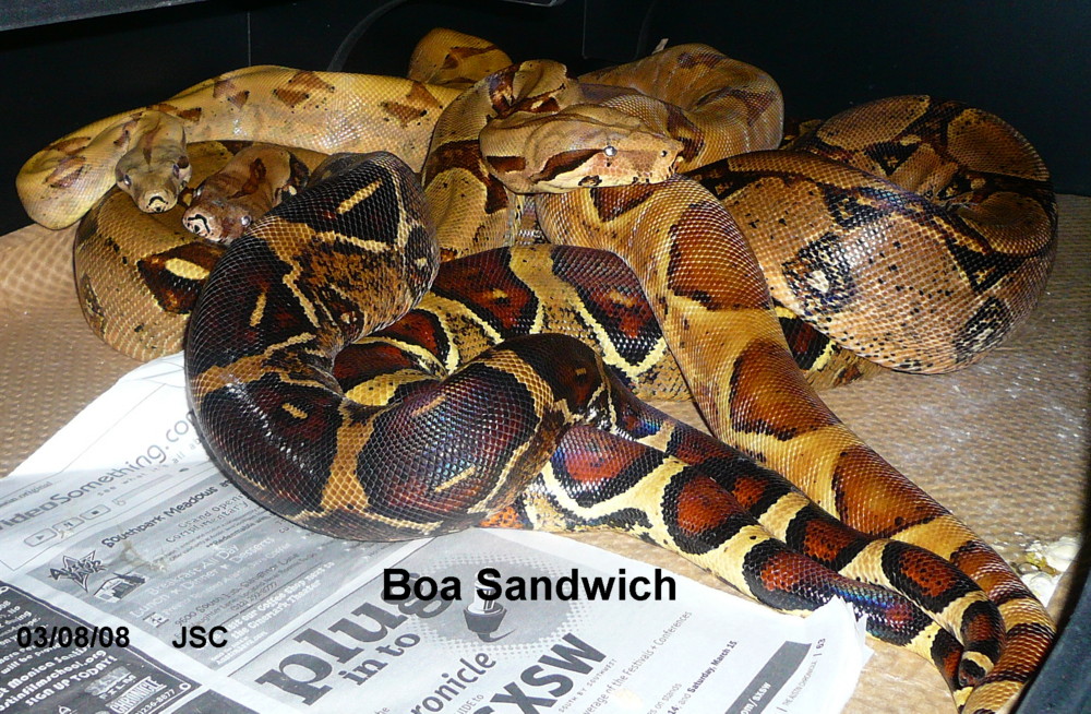Breeding Boas
