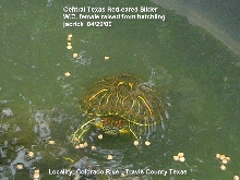 Raised from hatchling