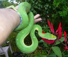New Chondro