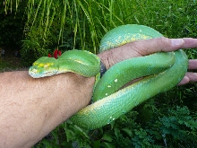 My new Chondro