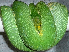 Chondro