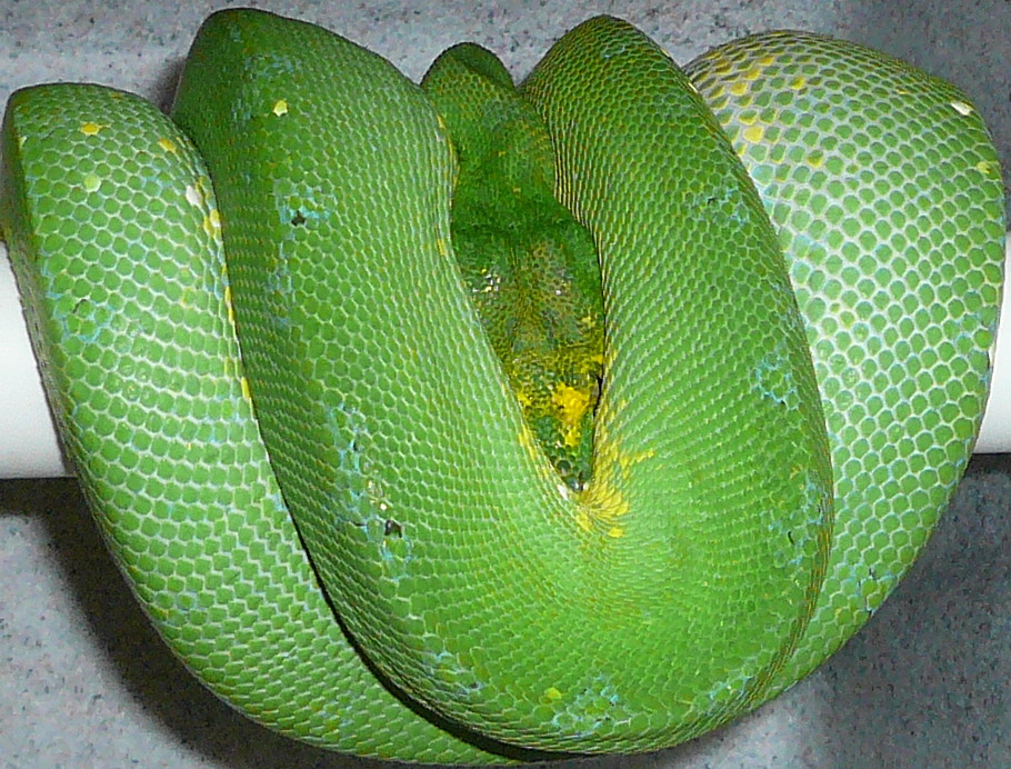 Chondro