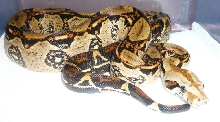 Coata Rican Boa