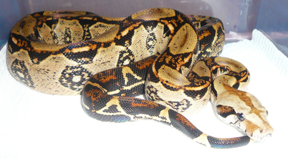 Coata Rican Boa