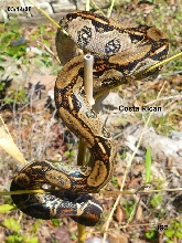 Costa Rican Boa