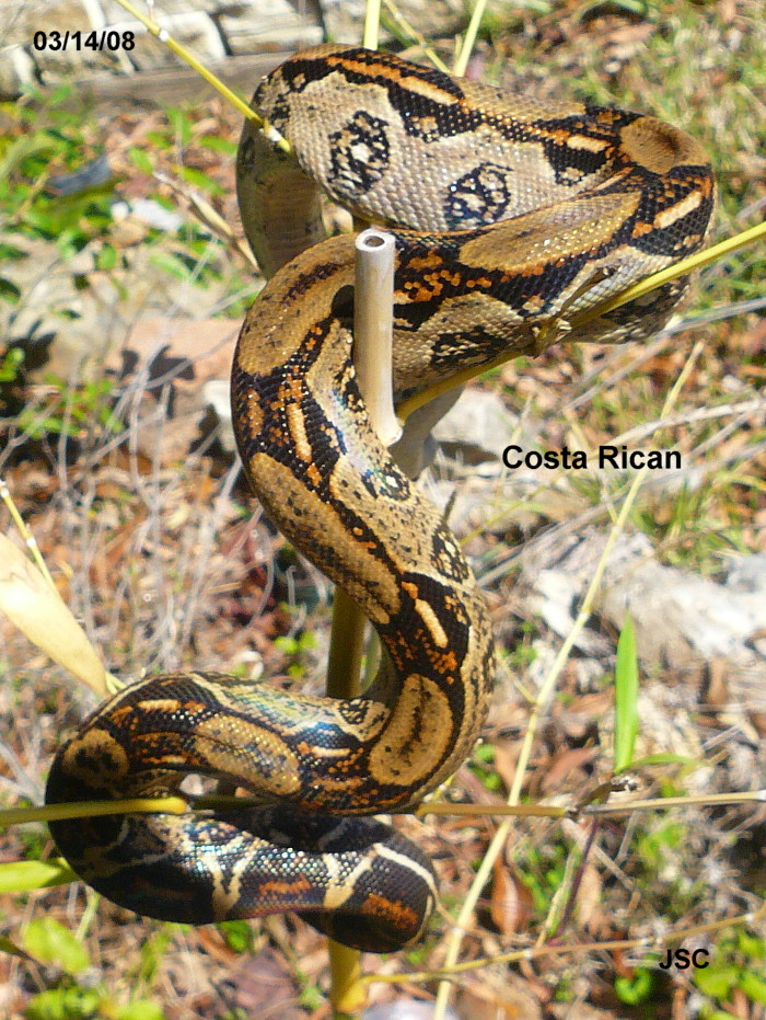 Costa Rican Boa