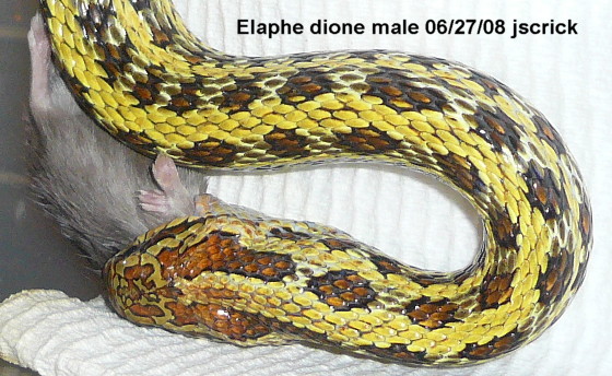male Yellow Dione