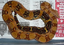 Euro Pastel male