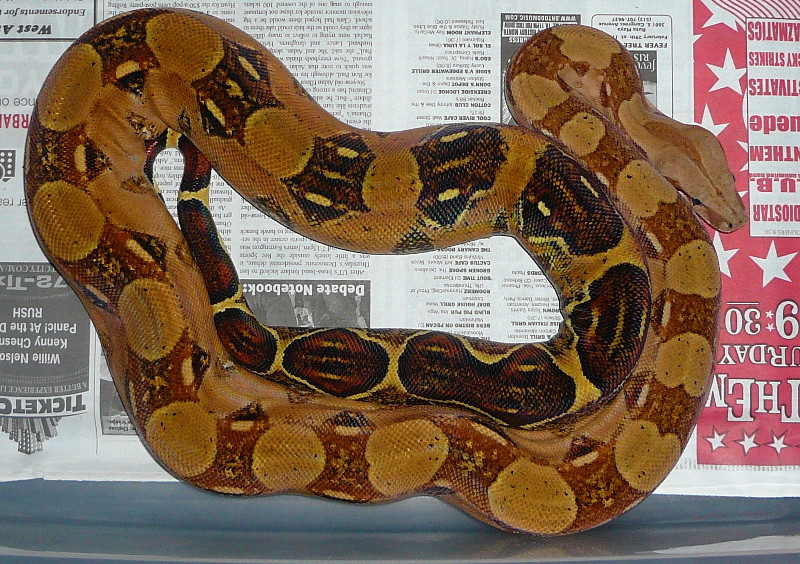 Euro Pastel male