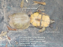 Breeding notes