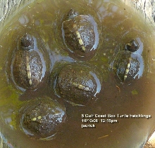 Gulf Coast Box Turtle Hatchlings