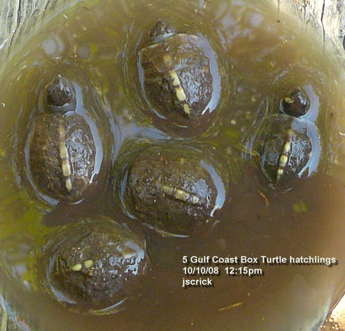 Gulf Coast Box Turtle Hatchlings