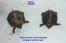Gulf Coast Box Turtle Hatchlings