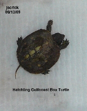 Gulfcoast Box Turtle hatchling