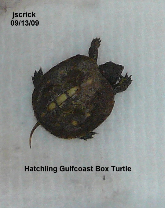 Gulfcoast Box Turtle hatchling