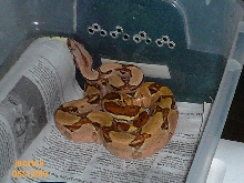 Harley Jungle '08 male