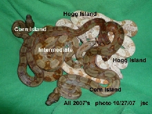 07 Hogg Island -vs- Corn Island