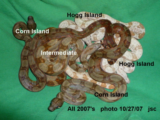 07 Hogg Island -vs- Corn Island