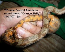 Central American Orange-belly