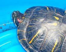Central Texas Red-eared Slider
