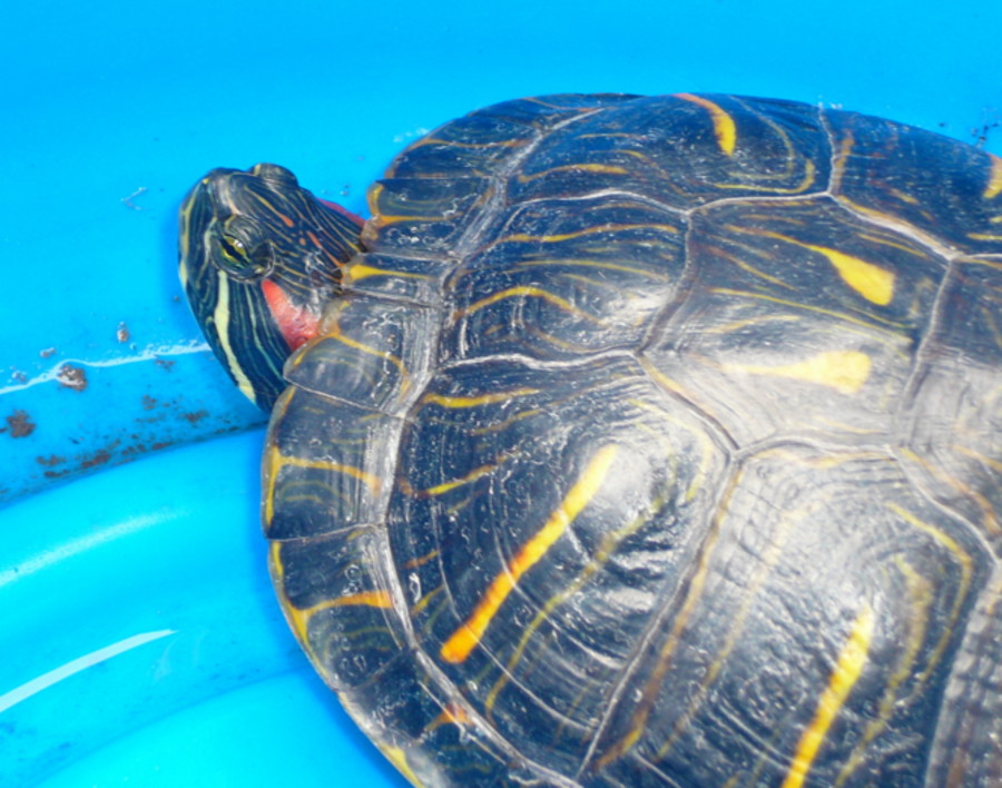 Central Texas Red-eared Slider