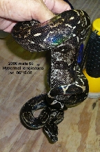 Hypermelanalistic  B. c. longicauda