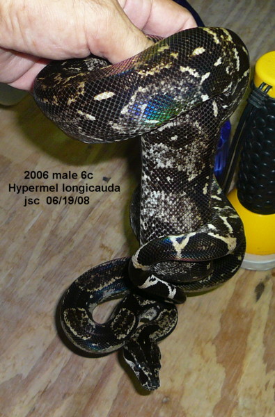 Hypermelanalistic  B. c. longicauda