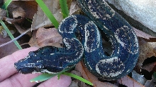 Hypermel Anery longicauda male