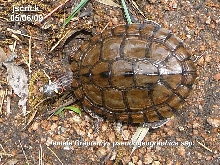 Graptemys pseudogeographica ssp.
