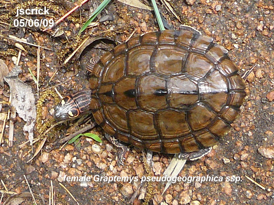 Graptemys pseudogeographica ssp.