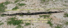 7.5 ft. male B. c. melanogaster