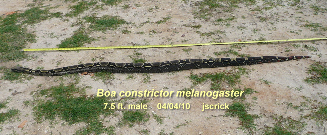 7.5 ft. male B. c. melanogaster
