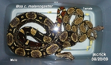 Some Bad Ass Boas