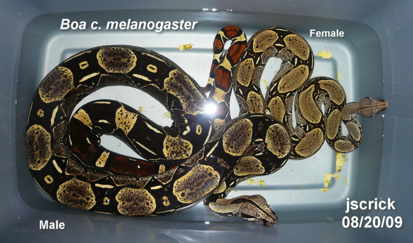 Some Bad Ass Boas