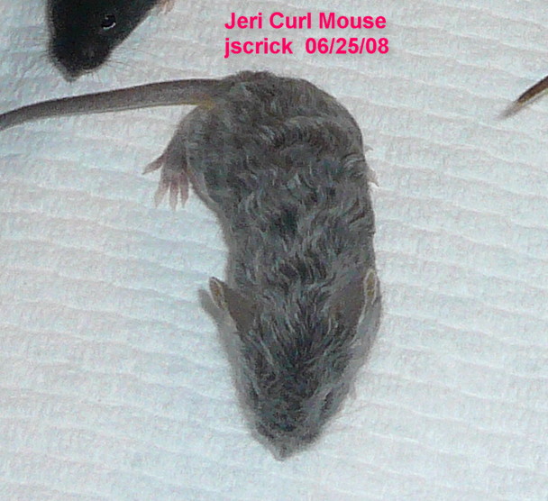Jeri Curl Mouse