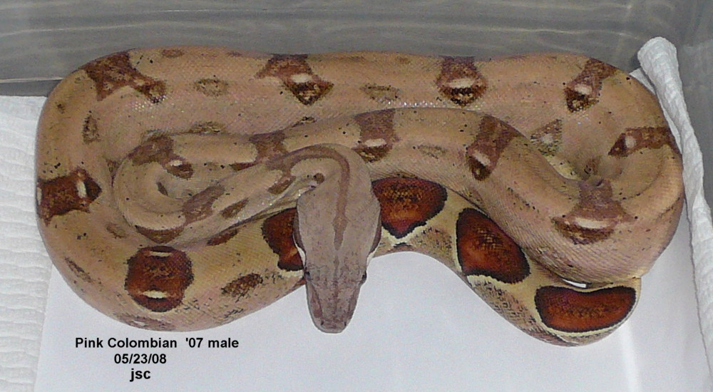 Pink Colombian male