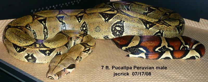 Peruvian Red-tailed Boa